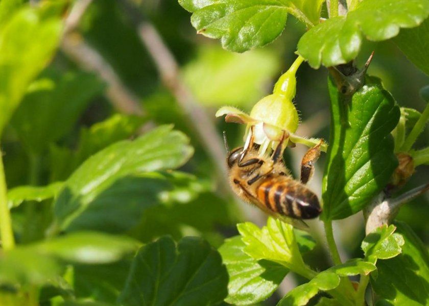 Запилення агрусу бджолами