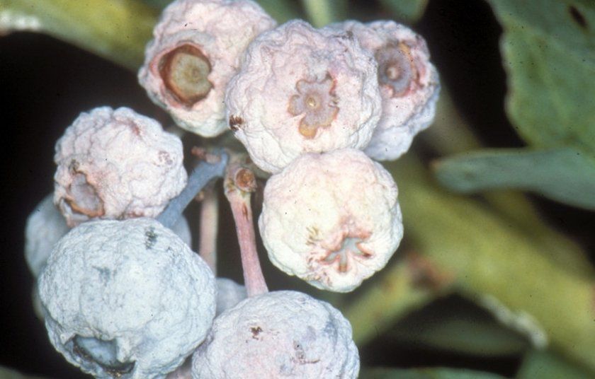 Сіра цвіль на плодах лохини
