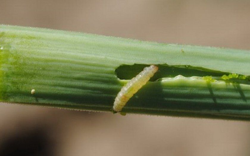 Личинки цибулевої мухи