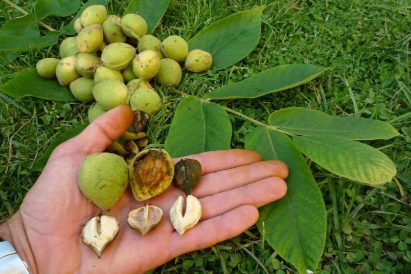 Плоди маньчжурського горіха