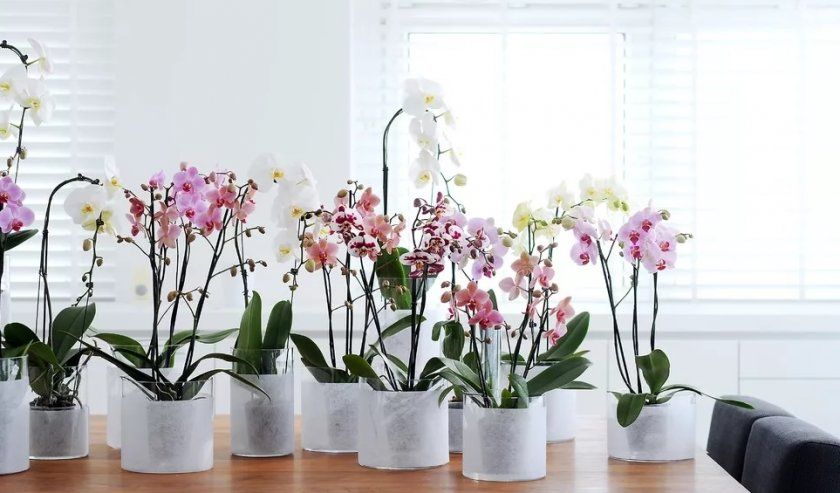 вирощування орхідей