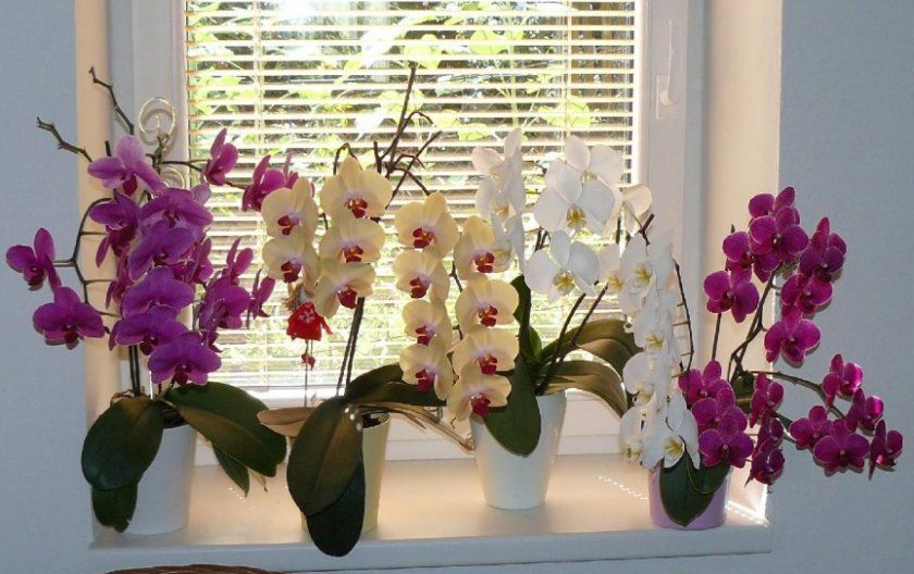 Догляд за орхідеєю