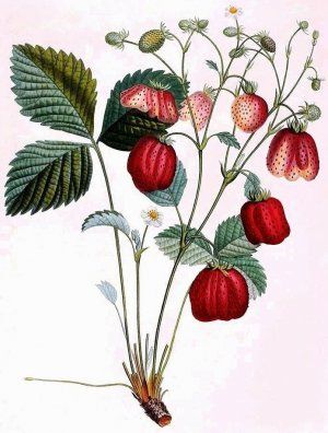 ботаніка полуниці