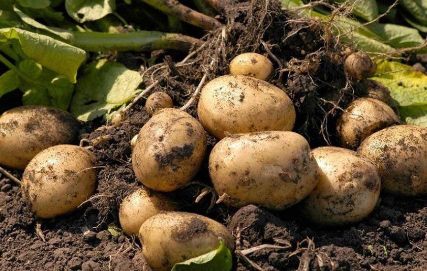 Фактори, що впливають на терміни дозрівання картоплі