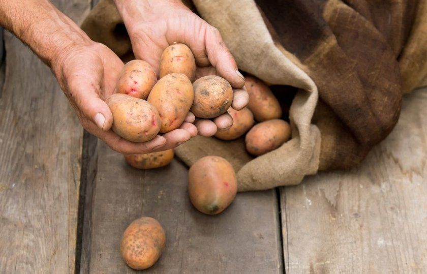 Основні правила зберігання картоплі