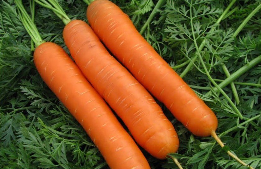 морква Нандрін
