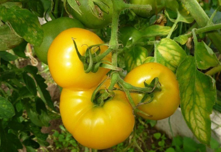 Сорти томатів, які варто посіяти в цьому сезоні