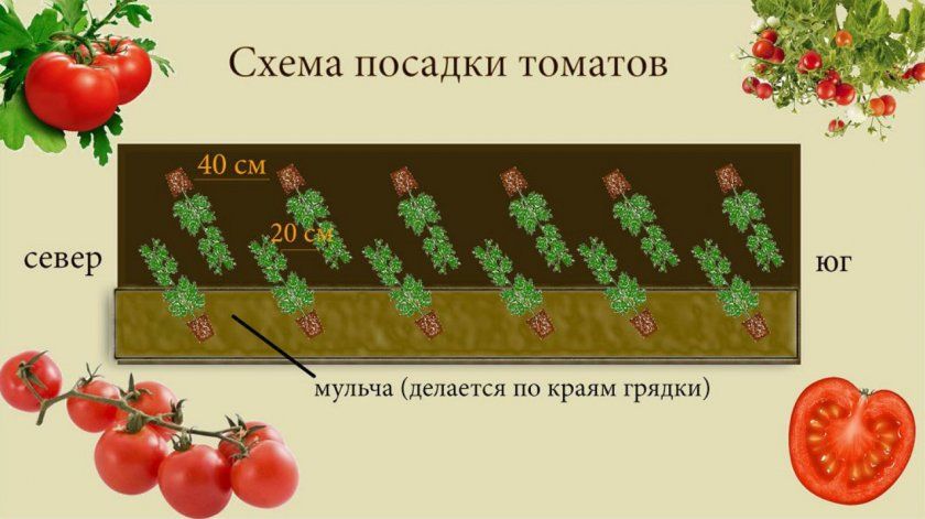 Схема висадки томатів у відкритий грунт
