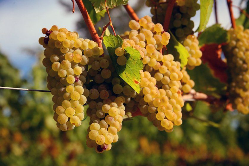 Користь і протипоказання винограду шардоне