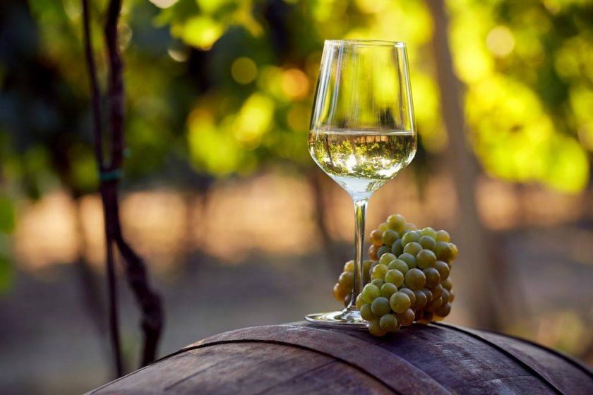 Виноград Шардоне в виноробстві