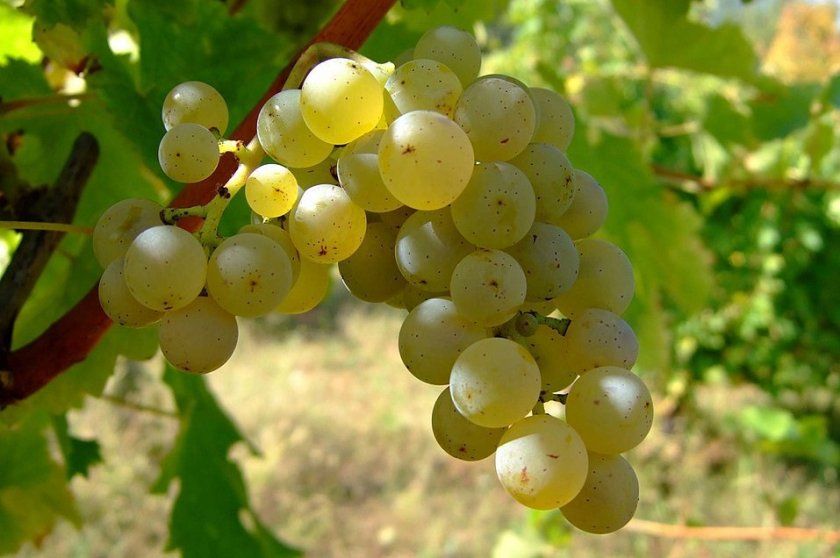 Терміни дозрівання винограду шардоне