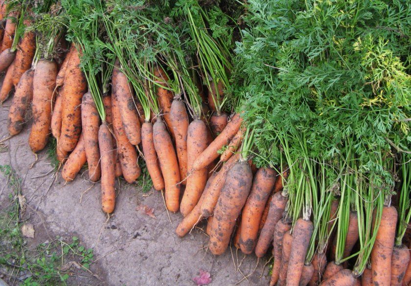 врожайність моркви