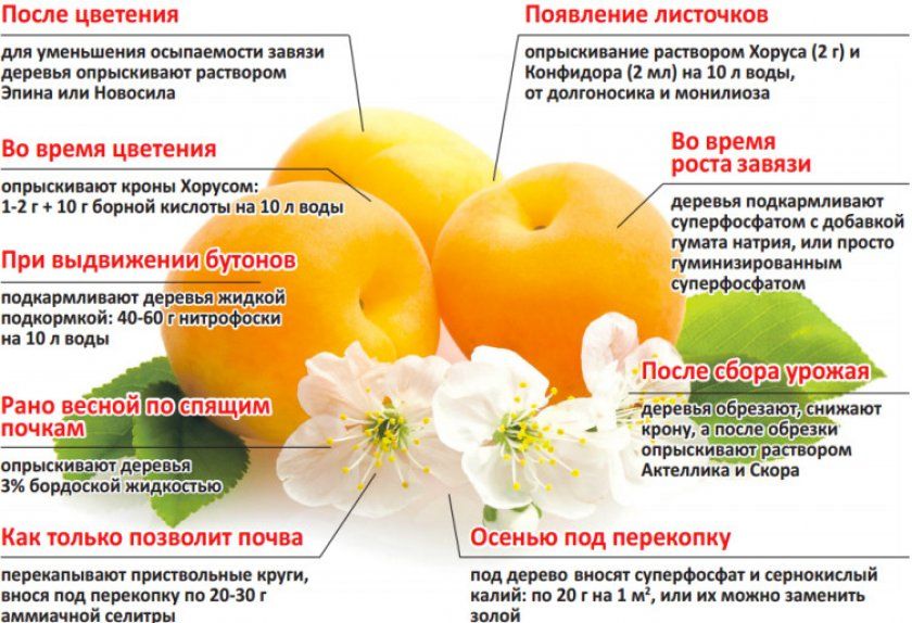 Добриво і догляд за абрикосом на різних етапах