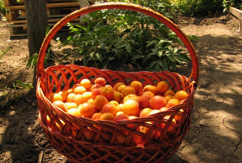 урожай абрикос