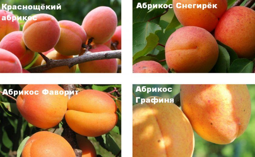 сорти абрикос