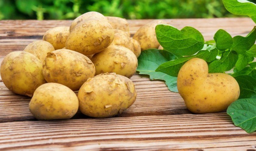 білоруський картопля
