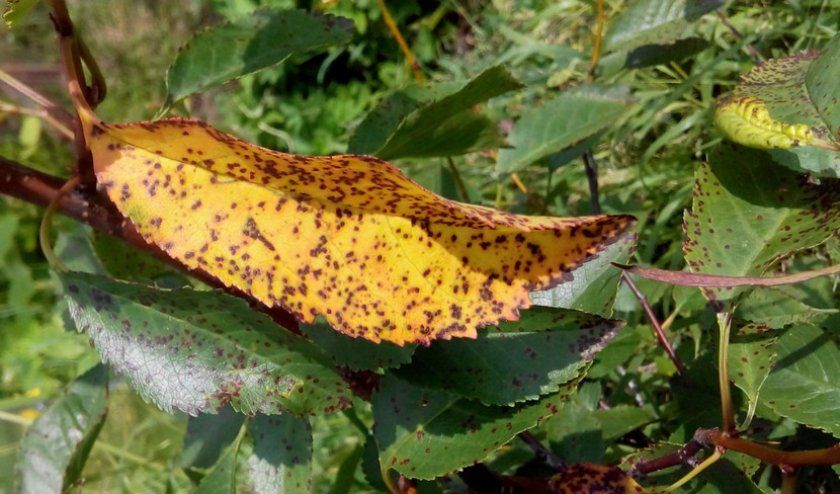 Коккомікоз листя черешні