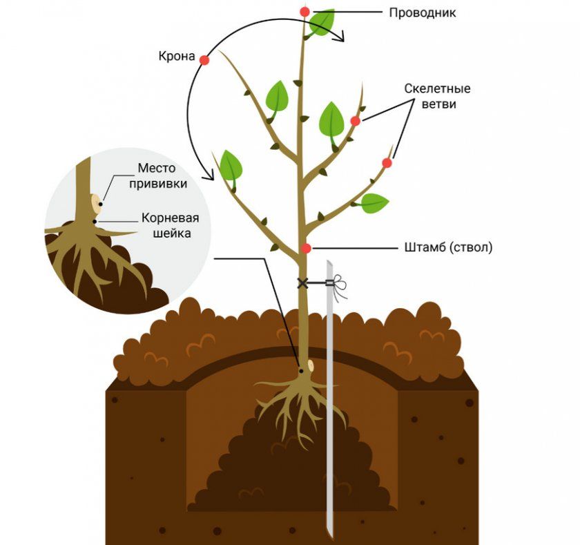 Схема посадки плодових деревах