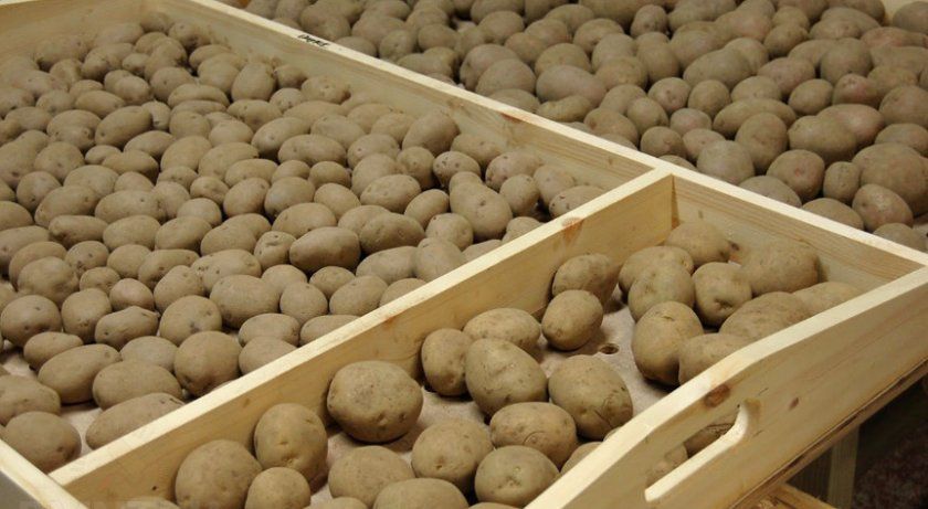 Картопля в ящиках