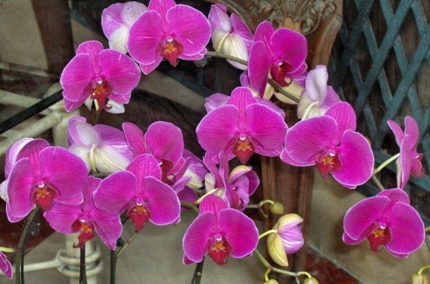 квітки орхідеї