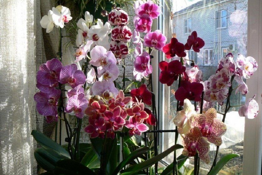 квітки орхідеї