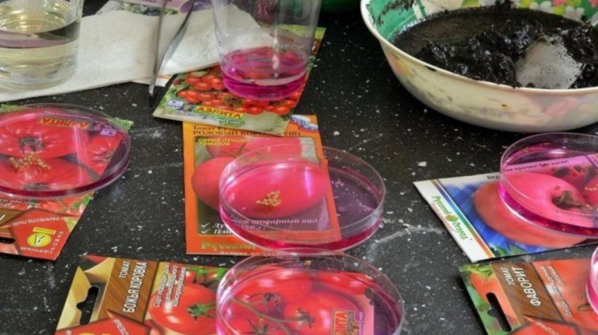 Підготовка насіння томатів