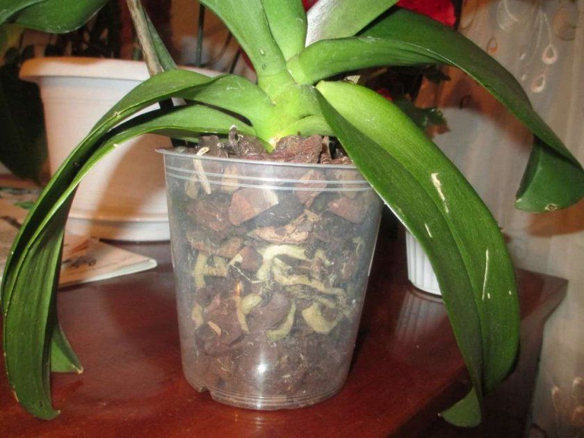 коріння орхідеї
