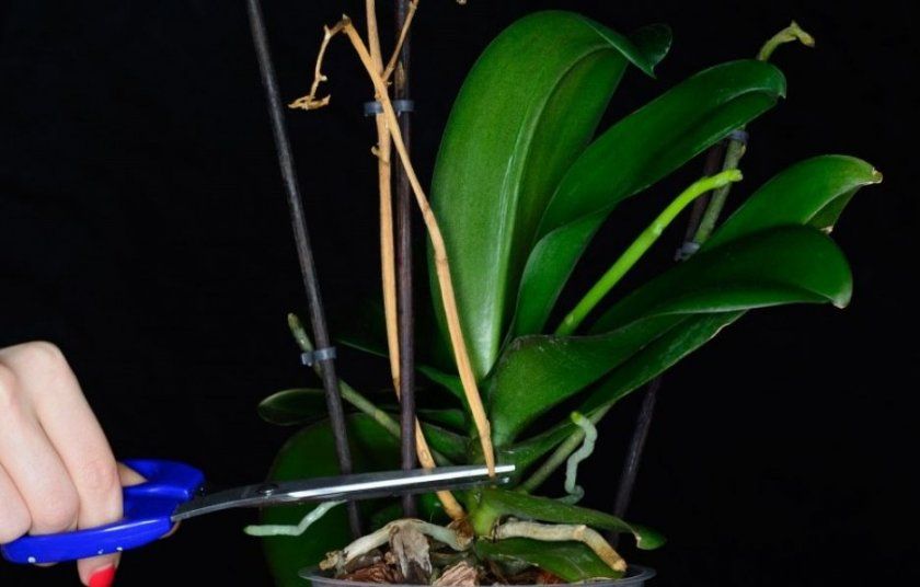 Обрізка сухого квітконосу у орхідеї
