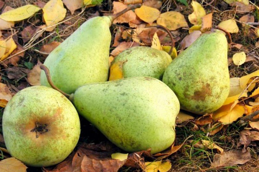 Плоди груші Пакхам