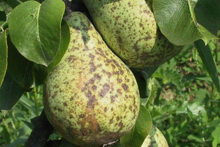 Плоди груші уражені паршею