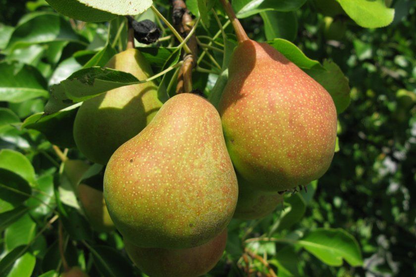 Плоди груші Сварог