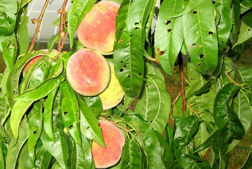 клястероспоріоз персика