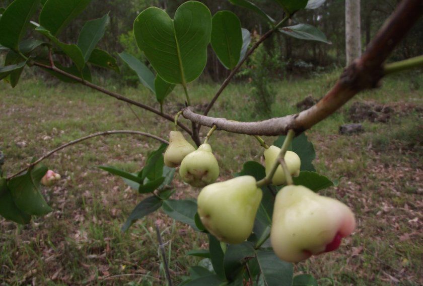 Вирощування і догляд за яблуками Біла Роза