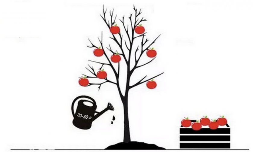 Як доглядати за яблунею