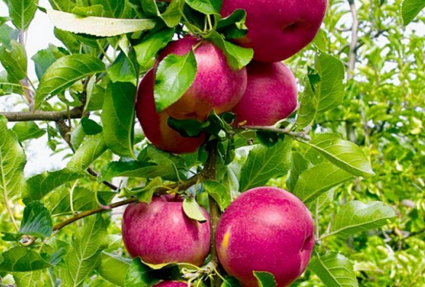 яблуня Джин