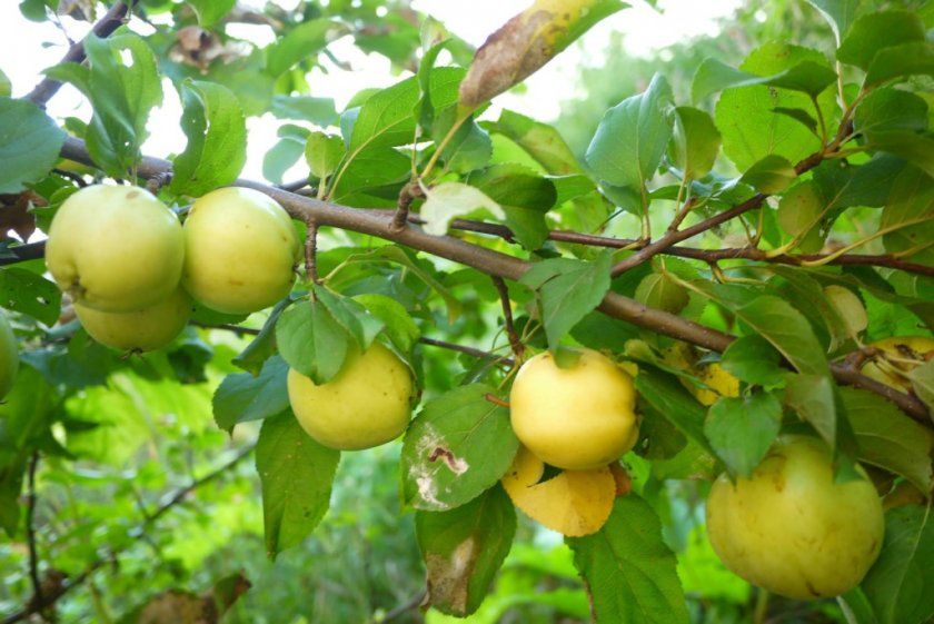 Урожай яблуні сорту Яблучний спас