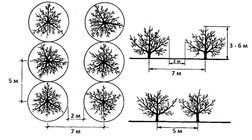 Схема відстані між плодовими деревами