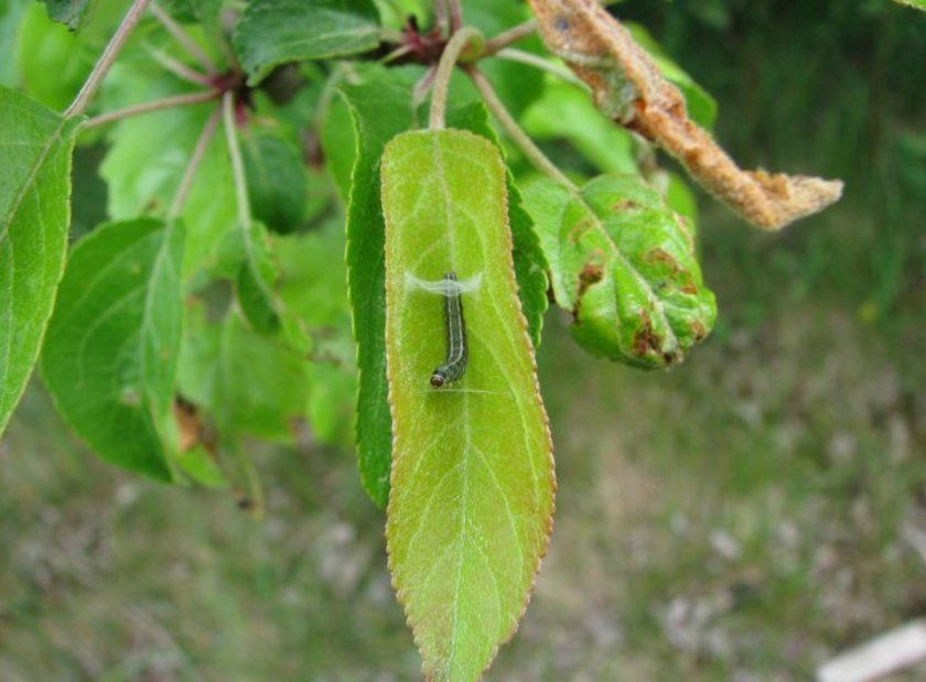 Личинка листовійки на листі яблуні