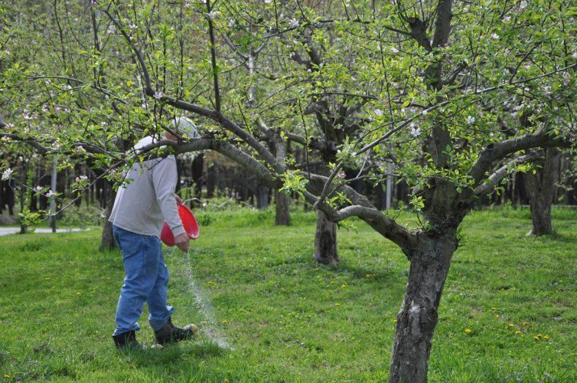 Підживлення яблуневого саду
