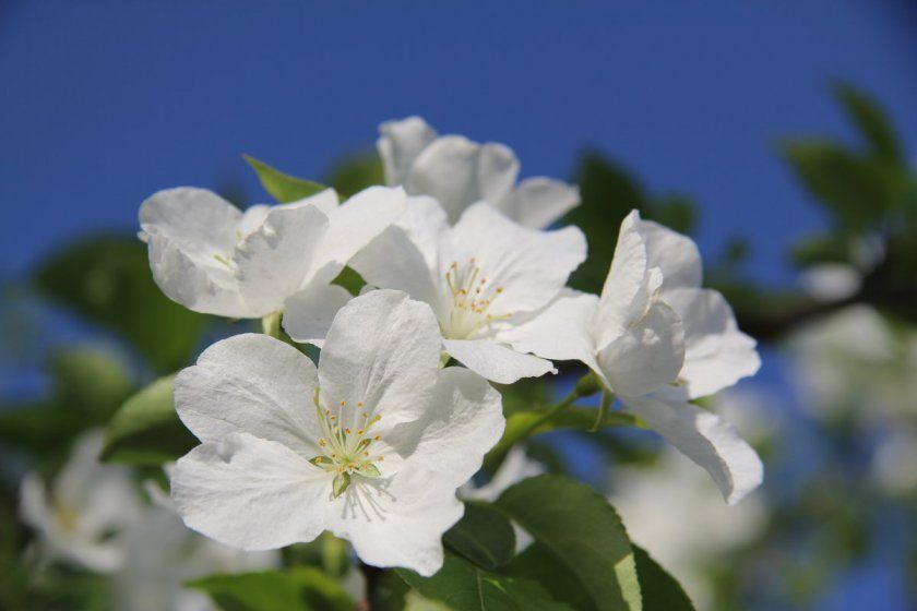 Цвітіння яблуні сорту Олена