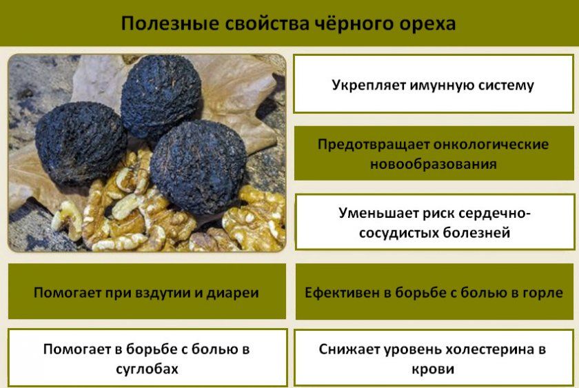 Корисні властивості чорного горіха