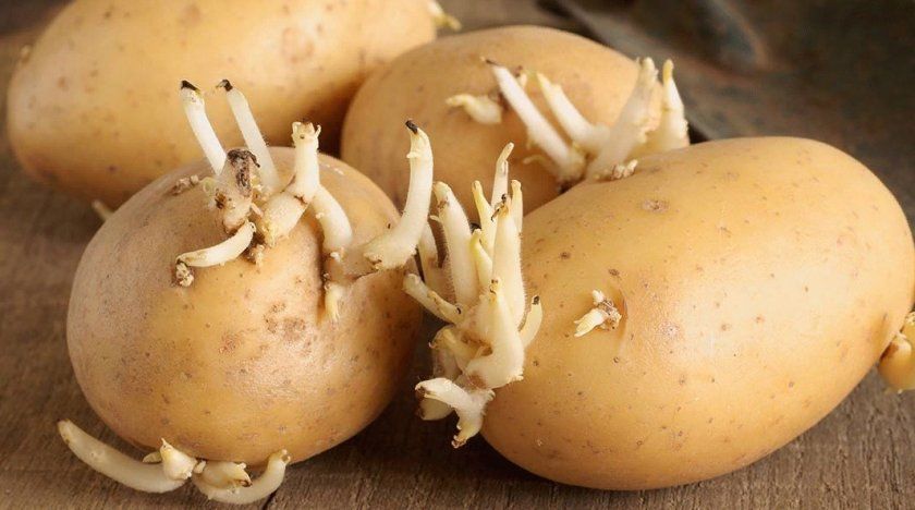 Яровизация картоплі: що це таке і навіщо вона потрібна