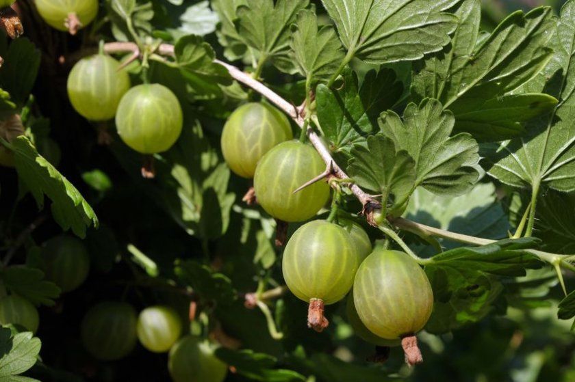 Агрус Уральський виноград