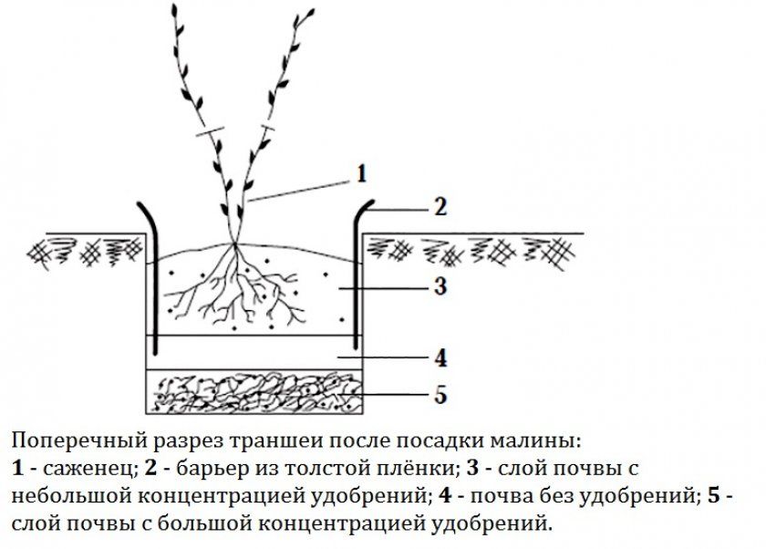 Схема посадки малини в траншею