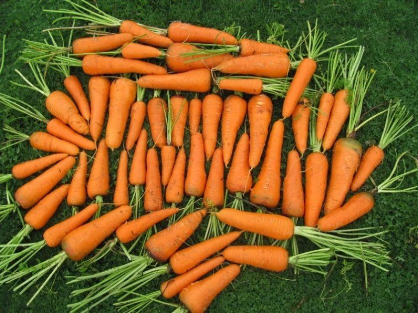 морква Каскад
