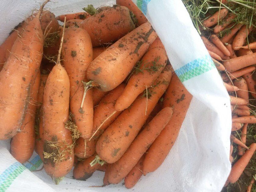 Урожай моркви Каскад