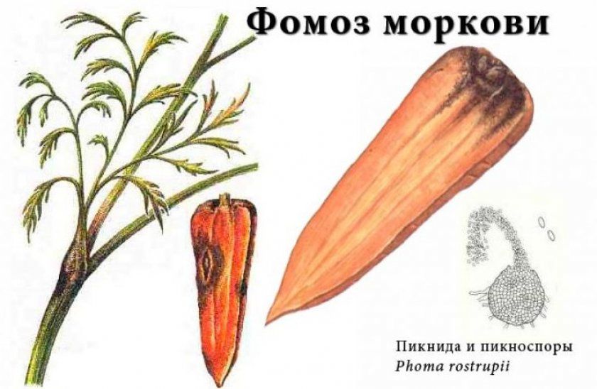фомоз моркви