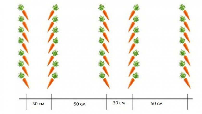 Схема посадки моркви