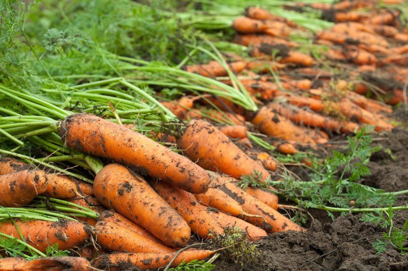 просушка моркви
