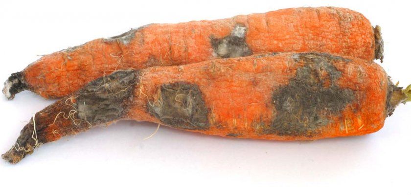 Альтенаріоз моркви